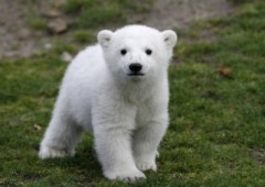 Chú gấu bắc cực nổi tiếng thế giới qua đời