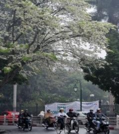 Hà Nội mùa hoa sưa
