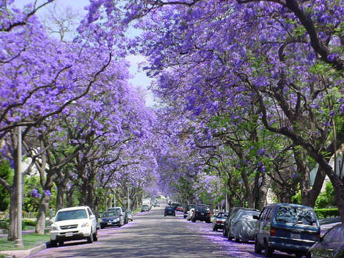 1694202466_jacaranda