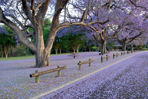 1851642822_tham_hoajacaranda