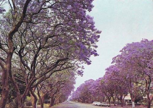 262076975_JacarandatreesinMontaguAve2CHarare2CZimbabwein1975