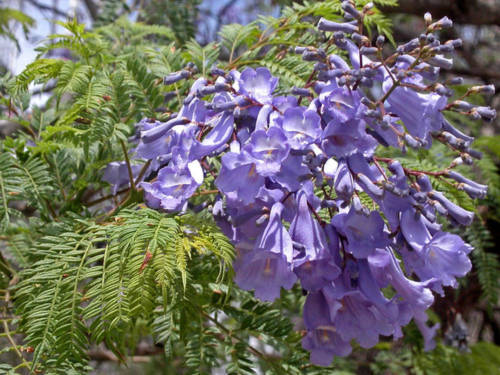 1464942768_jacarandainblossom976