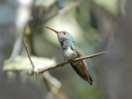 Chim ruồi Honduras.