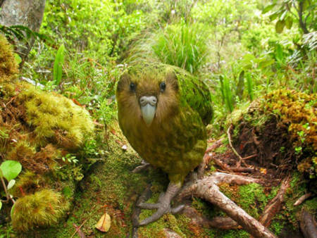 Vẹt kakapo