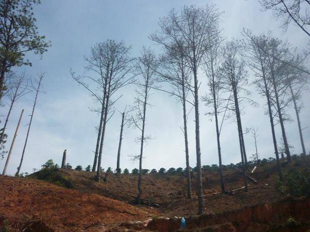 Thông bị đầu độc, Lâm Đồng lệnh ngừng cho thuê đất rừng