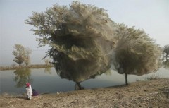 Xem cây "ma" kỳ lạ ở Pakistan