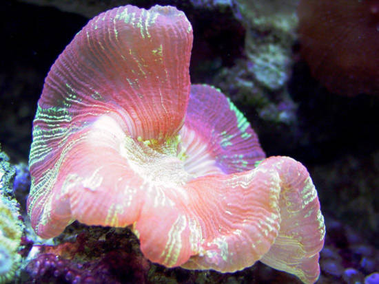 10 vẻ đẹp ’tiêu biểu’ của sinh vật biển sâu - Tin180.com (Ảnh 7)