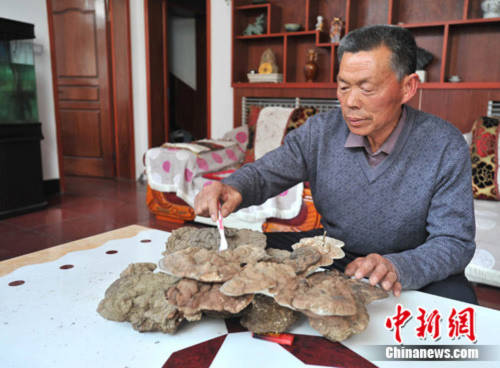 Đào được nấm linh chi 100 năm tuổi nặng 20 kg