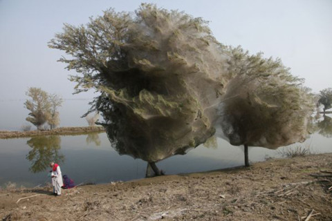 Cây mạng nhện tại Pakistan