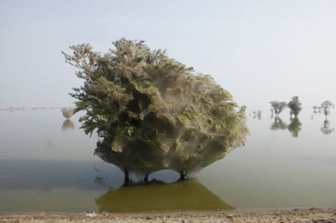 Cây mạng nhện tại Pakistan