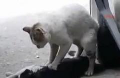 Clip chú mèo cố gắng cứu bạn bị ôtô đâm - thật quá cảm động