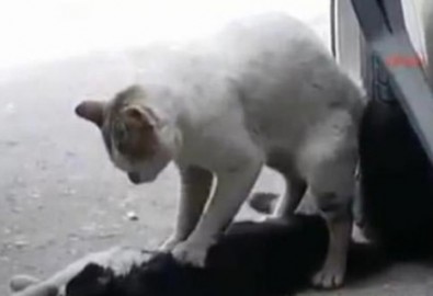 Clip chú mèo cố gắng cứu bạn bị ôtô đâm - thật quá cảm động
