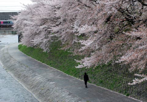 Hoa anh đào bên sông ở cố đo Kyoto của Nhật, năm ngoái. Ảnh: Thảo Nguyên.