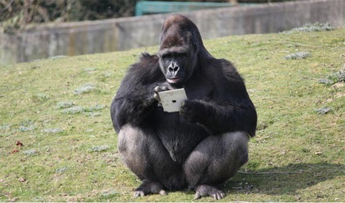 Khỉ đột cũng mê iPad, Phi thường - kỳ quặc, Khi dot, iPad, thi nghiem, Nha khoa hoc, Cong vien