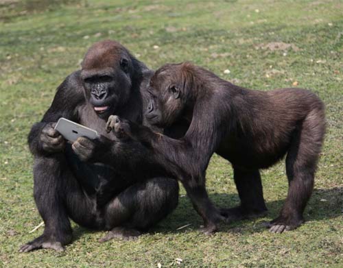 Khỉ đột cũng mê iPad