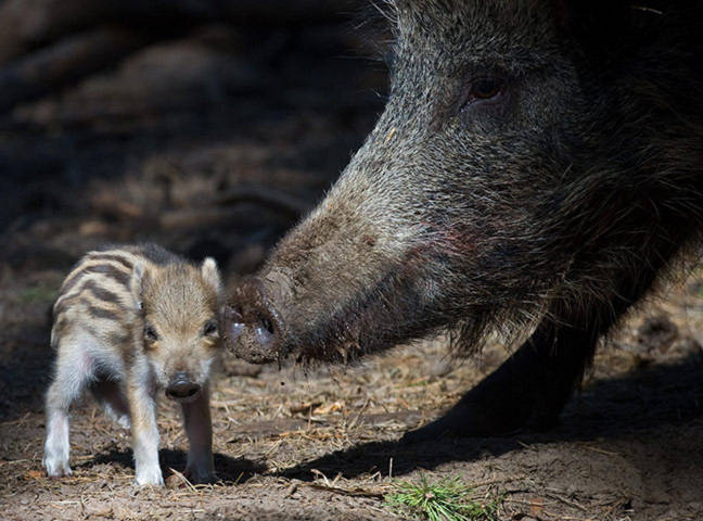 Một chú lợn lòi nhỏ đang đứng cạnh bên mẹ trong một khu bảo tồn động vật hoang dã ở Klaistow, Đức.