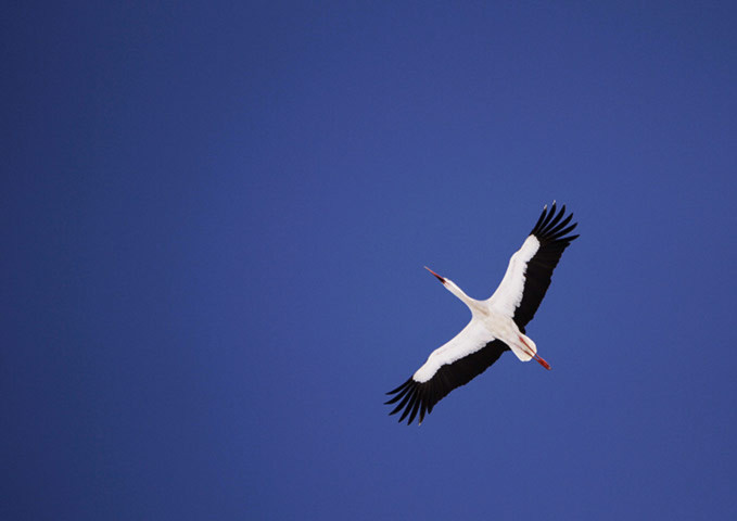 Một con cò trắng giang thẳng cảnh trên bầu trời xanh ở Elnya – một trong những đầm lầy lớn nhất châu Âu.
