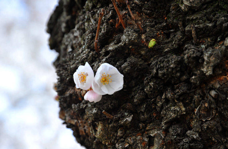 Hoa anh đảo nở trên thân cây ở Washington, Mỹ.