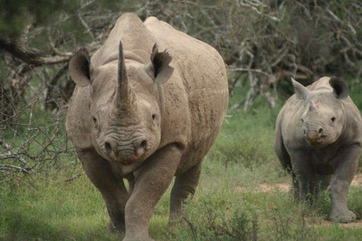Số lượng loài tê giác châu Phi đang suy giảm nghiêm trọng do nạn săn bắn trái phép. Hơn 800 con tê giác châu Phi bị giết để lấy sừng trong 3 năm vừa qua.