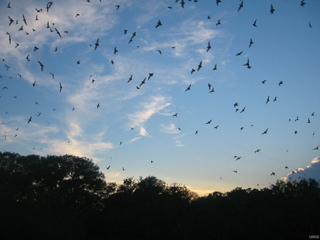 Loài dơi ăn côn trùng trên bầu trời bang Texas (Mỹ). Loài dơi này có vai trò quan trọng trong việc cân bằng hệ sinh thái và nông nghiệp.