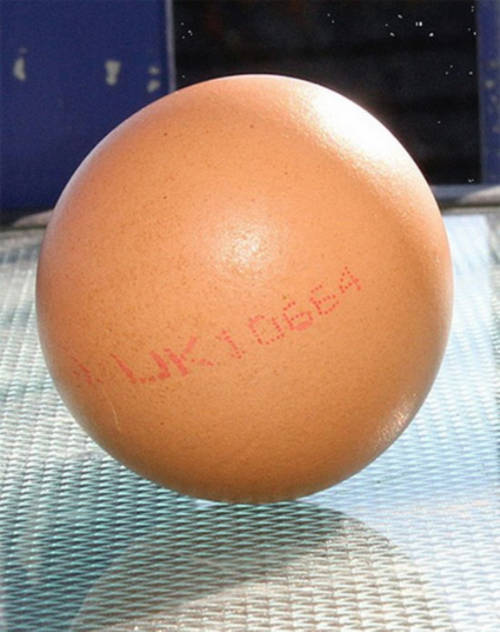 Những quả trứng "khác thường" nhất thế giới