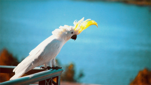 Chim Cockatoo. Canberra sẽ không là Canberra nếu thiếu loại chim này. Nơi đây những đàn cockatoo luôn ngập tràn, và thường thì bọn chúng rất ầm ĩ. Vào buổi sáng hoặc buổi chiều, chỉ cần vài con này đậu trên mái nhà là sẽ không ai ngủ được, nhưng vì đây là một trong những loại động vật tượng trưng cho nước Úc nên không ai muốn làm gì chúng cả. Nếu ở Canberra mà chưa từng phải xua bớt vài con cockatoo này đi thì bạn chưa hẳn đã cảm nhật hết Canberra.