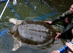 Rùa hồ Gươm có thể không cùng loài giải Thượng Hải