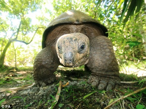 Rùa khổng lồ cứu đảo gỗ mun