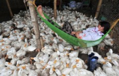 Cúm gia cầm biến đổi Việt Nam ngừng tiêm phòng