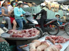 Heo bơm nước, chích thuốc an thần!