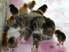 Mèo mẹ nuôi 30 gà con