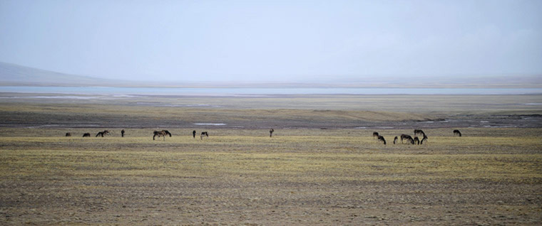 Những con lừa hoang dã đang gặm cỏ trên thảo nguyên gần một hồ nước ở Hoh Xil, Tây Tạng.