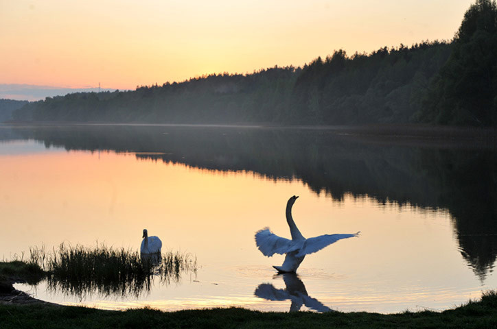 Thiên nga bơi trên hồ Viacha, ở Minsk, Belarus.