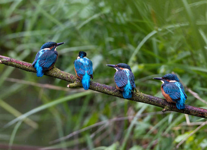4 chú chim bói cá nhỏ đang đậu trên cảnh cây ở khu bảo tồn Fairburn Ings, Yorkshire, Anh.
