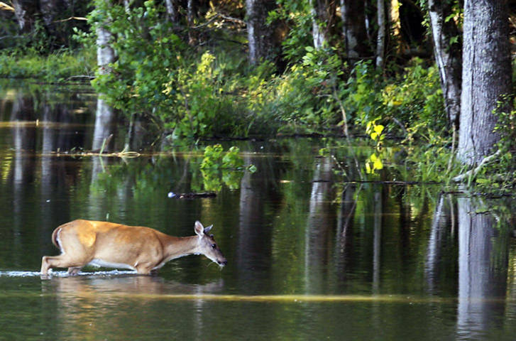 Không ngại nguy hiểm, một chú hươu đã liều mình lội qua sông Atchafalaya ở bang Louisiana, Mỹ để đi kiếm ăn.