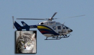 Nhập viện bằng máy bay  vì đánh nhau…với mèo