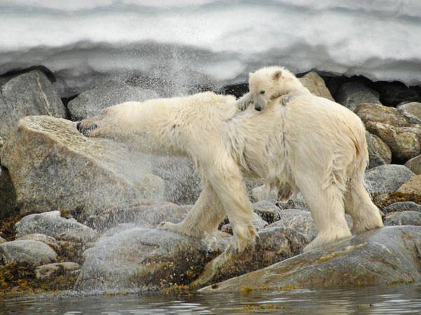 Gấu bắc cực mẹ cõng gấu con sau khi hai mẹ con bơi dưới nước lạnh giá ở Bắc cực. - Ảnh: Philip Dien.