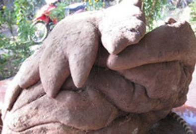 Xôn xao tin củ khoai có hình dáng kỳ lạ