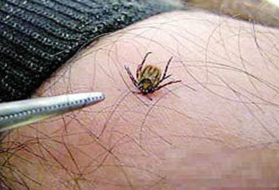 Bắc Kinh hoang mang vì bọ cắn chết người