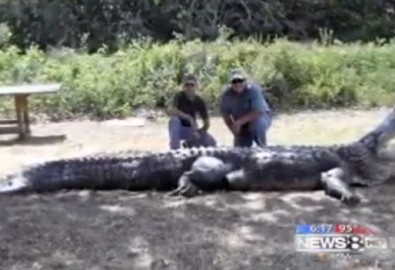 Bắt được cá sấu có kích cỡ to kỷ lục tại Mỹ