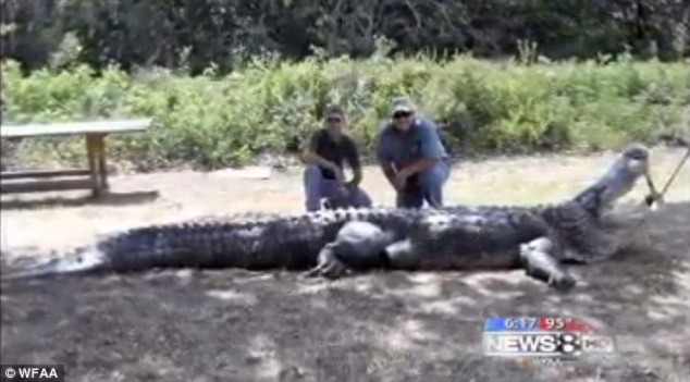 Bắt được cá sấu có kích cỡ to kỷ lục tại Mỹ