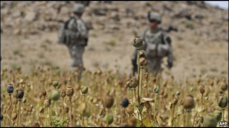 Cánh đồng hoa anh túc tại Afghanistan