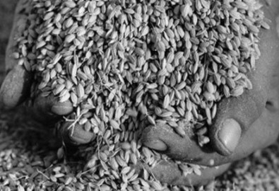 Gạo biến đổi gene tràn lan ở Trung Quốc