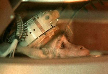 Chú khỉ trong ảnh tham gia một thử nghiệm vệ tinh nhân tạo của Nga vào năm 1997