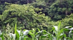 Mùa mận tam hoa Bắc Hà