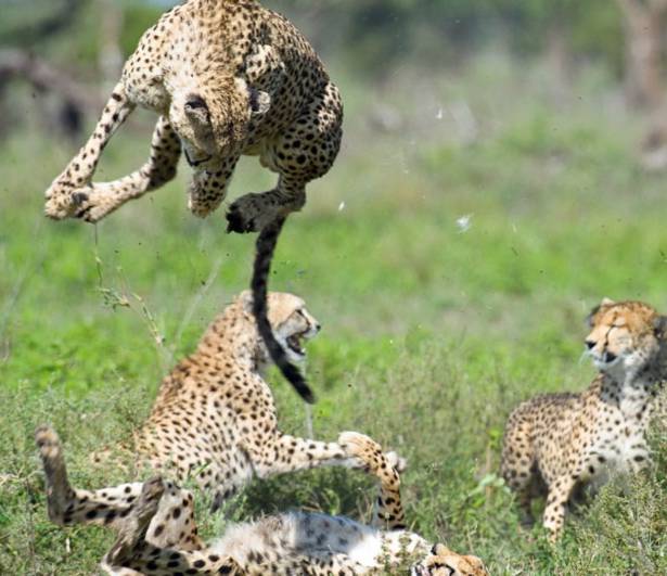 Trận đấu giữa các con báo ở khu bảo tồn Ngorongoro, Tanzania.