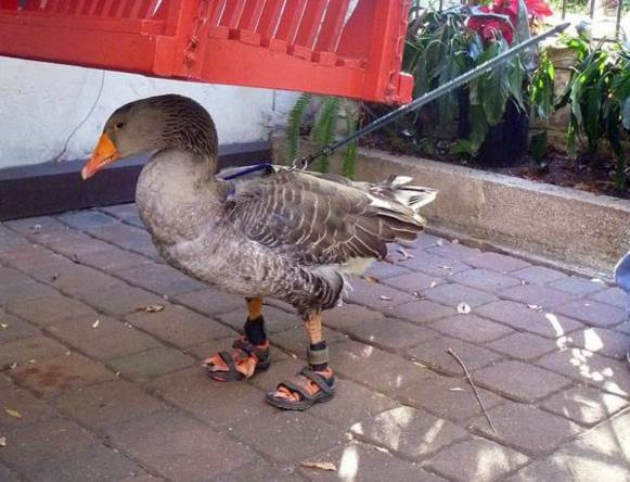 Ngỗng Gator đi dép do ông chủ thiết kế để bảo vệ chân khi Gator đi lại quá nhiều trên nền xi măng.
