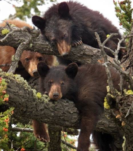 3 chú gấu thư giãn trên cây ở độ cao hơn 12m.