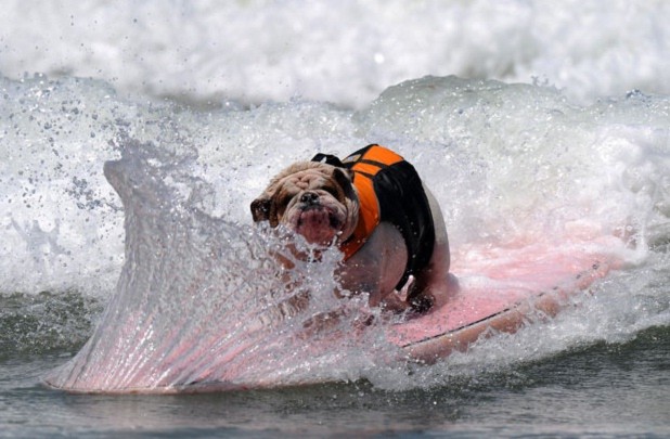 Một chú chó đang hoàn thành bài thi lướt sóng lần thứ 6. Cuộc thi được tổ chức hàng năm tại khu nghỉ dưỡng ở bãi biển Imperial, gần San Diego.