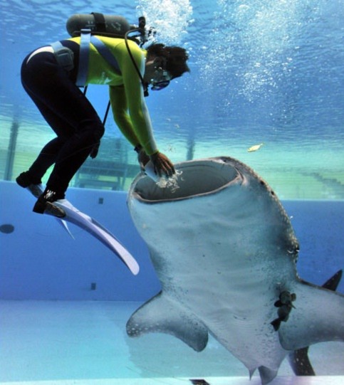Thợ lặn đang cho cá mập ăn ở khu thủy sinh Sea Paradise, Hakkeijima, Yokohama (Nhật Bản).